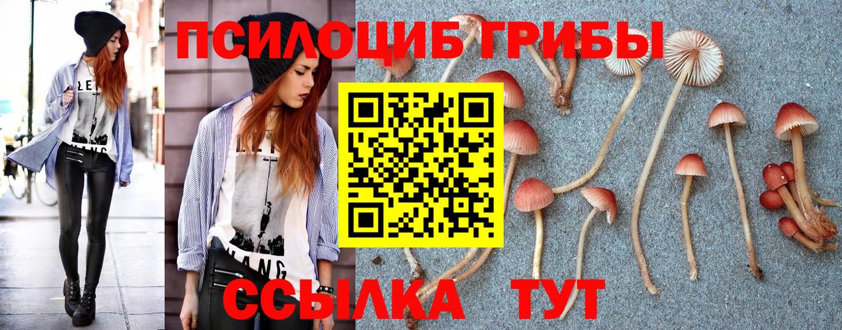 Псилоцибиновые грибы Psilocybine cubensis Ачинск